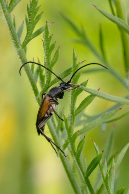 Çiçek uzun boynuz böceği - Stenurella melanura, Avrupa çayırlarından ve ormanlık alanlardan gelen güzel siyah ve kahverengi uzun boynuzlu böcek, Beyaz Karpatlar, Çek Cumhuriyeti.