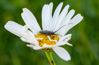Longhorn böceği - Agapanthia cardui, Avrupa ormanlık ve çayırlarından gelen nadir bulunan güzel uzun boynuzlu böcek, Zlin, Çek Cumhuriyeti.