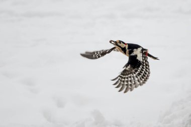 Büyük Benekli Ağaçkakan - Dendrocopos büyük, güzel renkli ağaçkakan Avrupa ormanları ve ormanlarından, Beyaz Karpatlar, Çek Cumhuriyeti.