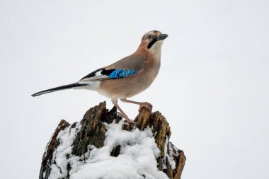 Avrasyalı Jay - Garrulus glandarius, Avrupa ormanları ve ormanlarından tüneyen büyük renkli kuş, Beyaz Karpatlar, Çek Cumhuriyeti.