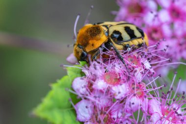 Avrasya Arı Böceği - Trichius fasciatus, Avrupa çayır ve otlaklarından güzel renkli böcek, Zlin, Çek Cumhuriyeti.