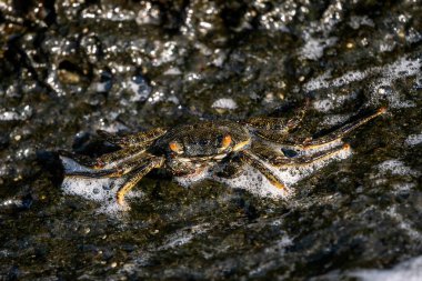 Natal Lightfoot Yengeci - Grapsus tenuicrustatus, Mauritius adasındaki Hint-Pasifik kıyıları ve plajlarından yaygın olarak görülen güzel yengeç.