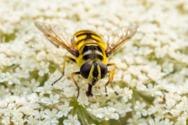Batman hoverfly - Myathropa florea, güzel sarı ve siyah çiçek Avrupa çayırlarından ve bahçelerinden uçar, Zlin, Çek Cumhuriyeti.