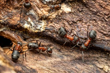 Kızıl Orman Karınca - Formika Rufa, Avrupa ormanları ve ormanlık alanlardan yaygın popüler orman böceği, Zlin, Çek Cumhuriyeti.