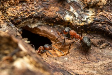 Kızıl Orman Karınca - Formika Rufa, Avrupa ormanları ve ormanlık alanlardan yaygın popüler orman böceği, Zlin, Çek Cumhuriyeti.