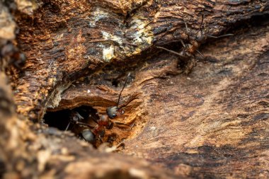 Kızıl Orman Karınca - Formika Rufa, Avrupa ormanları ve ormanlık alanlardan yaygın popüler orman böceği, Zlin, Çek Cumhuriyeti.