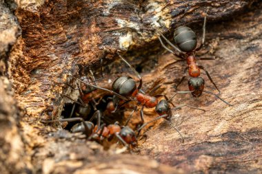 Kızıl Orman Karınca - Formika Rufa, Avrupa ormanları ve ormanlık alanlardan yaygın popüler orman böceği, Zlin, Çek Cumhuriyeti.