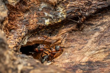Kızıl Orman Karınca - Formika Rufa, Avrupa ormanları ve ormanlık alanlardan yaygın popüler orman böceği, Zlin, Çek Cumhuriyeti.