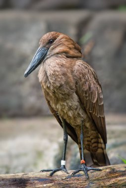 Hamerkop - Scopus umbretta, Afrika bataklıklarından özel bir kuş, tatlı sular ve sulak alanlar, Ziway Gölü, Etiyopya.