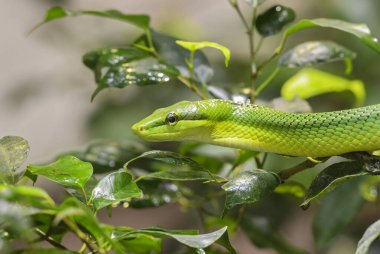 Kırmızı kuyruklu Yeşil Sıçan - Gonyosoma oxycephalum, Güneydoğu Asya, Malezya ormanlarına özgü güzel yeşil yılan portresi.