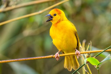 Taveta Weaver - Ploceus castaneiceps, Afrika savanlarından, çalılardan ve bahçelerden güzel sarı tüneyen kuş, Kenya.