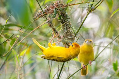 Taveta Weaver - Ploceus castaneiceps, Afrika savanlarından, çalılardan ve bahçelerden güzel sarı tüneyen kuş, Kenya.