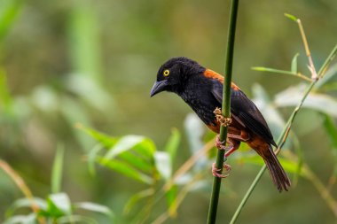 Kestane ve siyah Weaver - Ploceus castaneofuscus, güzel kahverengi ve siyah tünemiş kuş Batı Afrika savanalarından, çalılardan ve bahçelerden, Nijerya.