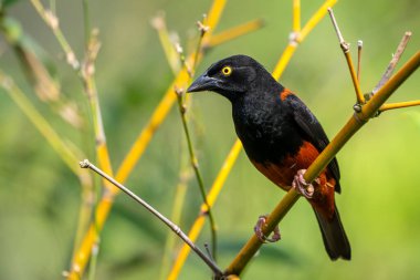 Kestane ve siyah Weaver - Ploceus castaneofuscus, güzel kahverengi ve siyah tünemiş kuş Batı Afrika savanalarından, çalılardan ve bahçelerden, Nijerya.