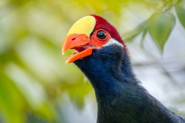 Violet Turaco - Tauraco ihlali, güzel renkli turako kuşu Batı Afrika ormanları ve ormanlarından, Nijerya.
