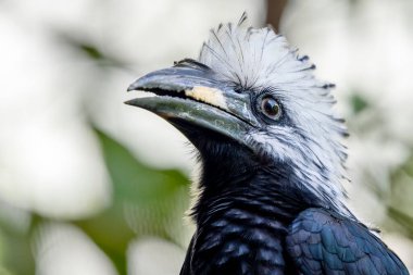 Beyaz ibikli Hornbill - Horizocerus albocristatus, Batı Afrika ormanları ve ormanlık alanlardan beyaz armalı büyük güzel ikonik kuş, Sierra Leone.