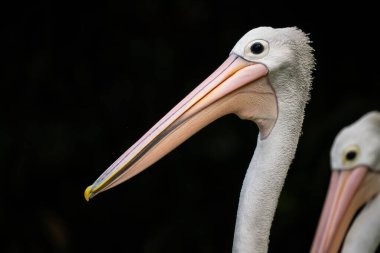 Avusturalya Pelikanı - Pelecanus conspicillatus, Avustralya ve Endonezya 'nın iç ve kıyı sularından güzel büyük su kuşu.
