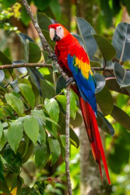 Scarlet Amerika papağanı - Ara macao, büyük güzel renkli papağan Orta Amerika ormanları, Kosta Rika dan.