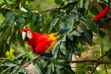 Scarlet Amerika papağanı - Ara macao, büyük güzel renkli papağan Orta Amerika ormanları, Kosta Rika dan.