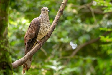 Cuckoo-dove - Macropygia unchall, Güney ve Güneydoğu Asya 'nın ormanlarına ve ormanlarına özgü güzel renkli güvercin.