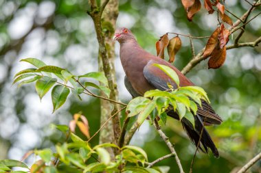 Kırmızı gagalı güvercin - Patagioenas flavirostris, Amerika Birleşik Devletleri ve Orta Amerika 'nın ormanlık alanlarından gelen büyük renkli güvercin,.