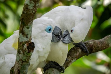 Mavi gözlü papağan - Cacatua ophthalmica, Yeni Gine ormanlarından ve ormanlarından gelen güzel beyaz kuş.