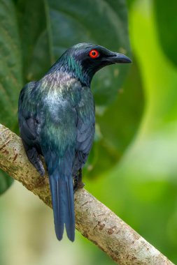 Asya Glossy Starling - Aplonis panayensis, Asya ormanları ve ormanlarından güzel renkli tüneyen kuş, Malezya.