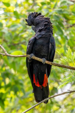 Kızıl kuyruklu Siyah Papağan - Calyptorhynchus banksii, Avustralya ormanlarından ve okaliptüs ormanlarından güzel büyük siyah papağan..