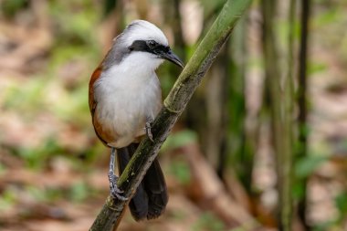 Beyaz ibikli Laughingthrush - Garrulax lucolophus, Asya ormanları ve ormanlık alanlardan nadir tüneyen güzel kuş, Hindistan.