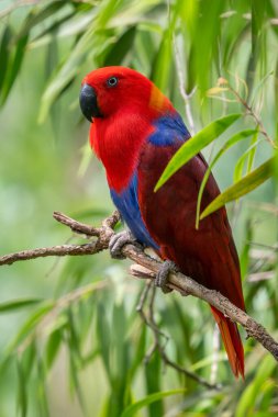Papuan Red-side Eclectus - Eclectus polychloros, Yeni Gine 'nin tropikal ormanlarına özgü güzel renkli popüler papağan, Papua Yeni Gine.