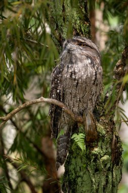 Tawny Frogmouth - Podargus strigoides, Avustralya ormanları ve ormanlarından eşsiz büyük gece kuşları.