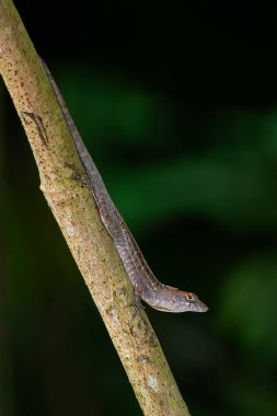 Kahverengi Anole - Anolis sagrei, dünya çapında tropikal ormanlar ve bahçelerden gelen güzel istilacı kertenkele, Singapur.