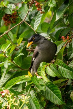 Javan Myna - Javanicus, Güneydoğu Asya ormanları ve ormanlık alanlardan güzel, gürültülü tüneyen kuş, Singapur.