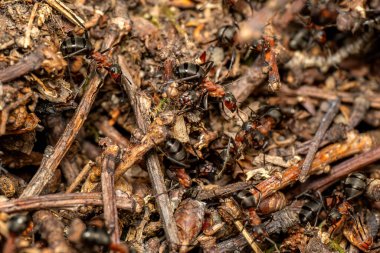 Kızıl Orman Karınca - Formika Rufa, Avrupa ormanları ve ormanlık alanlardan yaygın popüler orman böceği, Zlin, Çek Cumhuriyeti.