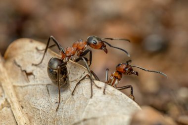 Kızıl Orman Karınca - Formika Rufa, Avrupa ormanları ve ormanlık alanlardan yaygın popüler orman böceği, Zlin, Çek Cumhuriyeti.