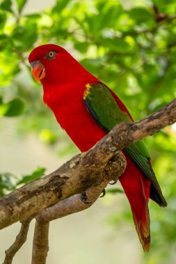 Konuşan Lory - Lorius Garrulus, Endonezya 'nın Kuzey Maluku adasındaki ormanlardan güzel renkli papağan..