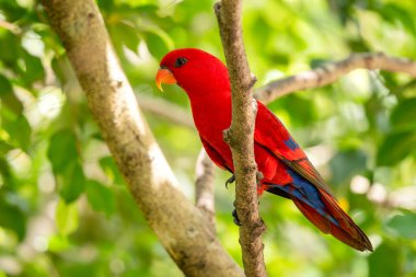 Red Lory - Eos bornea, Güneydoğu Asya ormanları ve ormanlarından güzel renkli papağan, Endonezya.