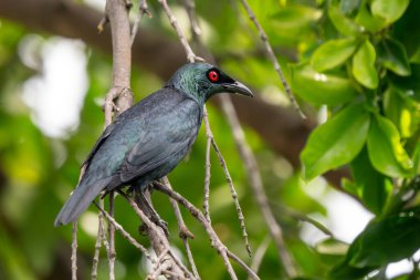 Asya Glossy Starling - Aplonis panayensis, Asya ormanları ve ormanlarından güzel renkli tüneyen kuş, Singapur.