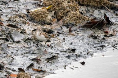 Çulluk - Actitis hipoleucos, Singapur 'un tatlı su ve deniz kıyılarından gelen güzel küçük balıkçı teknesi..