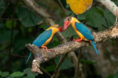 Leylek gagalı Kingfisher - Pelargopsis capensis, Asya ormanlarından ve tatlı sularından güzel renkli kralbalıkçı, Pasir Ris parkı, Singapur.