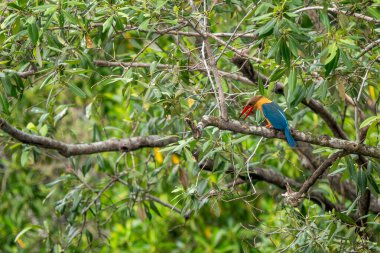 Leylek gagalı Kingfisher - Pelargopsis capensis, Asya ormanlarından ve tatlı sularından güzel renkli kralbalıkçı, Pasir Ris parkı, Singapur.