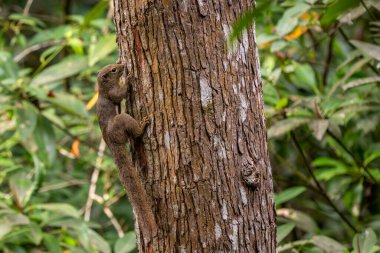 Plantain Squirrel - Callosciurus notatus, Singapur, Güneydoğu Asya ormanları ve ormanlık alanlarından güzel renkli büyük karga balığı.
