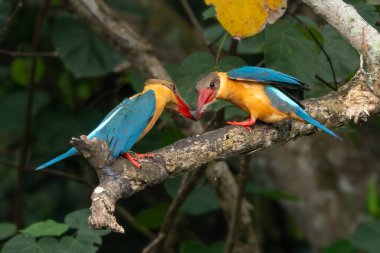 Leylek gagalı Kingfisher - Pelargopsis capensis, Asya ormanlarından ve tatlı sularından güzel renkli kralbalıkçı, Pasir Ris parkı, Singapur.