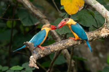 Leylek gagalı Kingfisher - Pelargopsis capensis, Asya ormanlarından ve tatlı sularından güzel renkli kralbalıkçı, Pasir Ris parkı, Singapur.