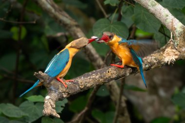 Leylek gagalı Kingfisher - Pelargopsis capensis, Asya ormanlarından ve tatlı sularından güzel renkli kralbalıkçı, Pasir Ris parkı, Singapur.