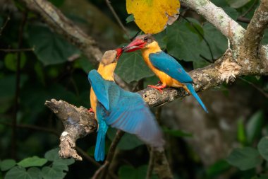 Leylek gagalı Kingfisher - Pelargopsis capensis, Asya ormanlarından ve tatlı sularından güzel renkli kralbalıkçı, Pasir Ris parkı, Singapur.