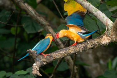 Leylek gagalı Kingfisher - Pelargopsis capensis, Asya ormanlarından ve tatlı sularından güzel renkli kralbalıkçı, Pasir Ris parkı, Singapur.