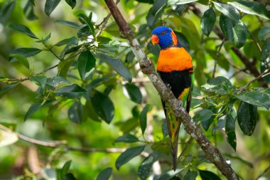 Kırmızı yakalı Lorikeet - Trichoglossus rubritorquis, Avustralya ormanları ve ormanlarından güzel renkli papağan.