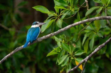 Yakalı Kingfisher - Todiramphus kloris, Güneydoğu Asya göllerinden, nehirlerden ve mangrov ormanlarından güzel mavi ve beyaz balıkçı, Singapur.