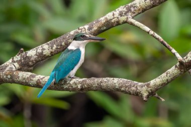 Yakalı Kingfisher - Todiramphus kloris, Güneydoğu Asya göllerinden, nehirlerden ve mangrov ormanlarından güzel mavi ve beyaz balıkçı, Singapur.